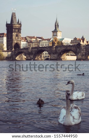 Prague Charles Bridge over the river with swans photo
