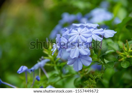 Cape leadwort,Cape leadwort in the garden, White plumbago and blurred background,Close up of plumbago auriculata  in the fields.