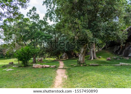 Jungle tree in Vessagiriya, Anuradhapura, Sri Lanka