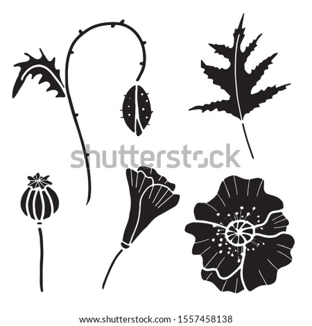 Hand drawn isolated poppy flowers, poppy bud, poppy seed and leaf. Silhouette poppy icons. Flower line icons. Botanical illustration. Royalty-Free Stock Photo #1557458138