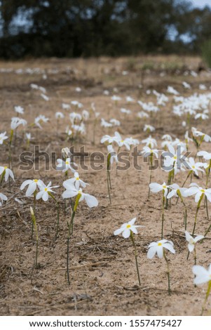 small forest of white flowers