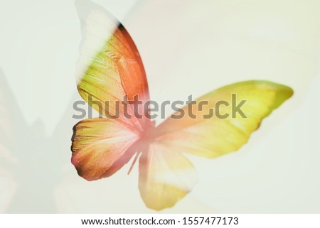 butterfly. abstract blur. multiple exposure