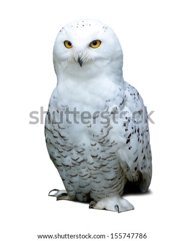 snowy Owl over white background with shade
