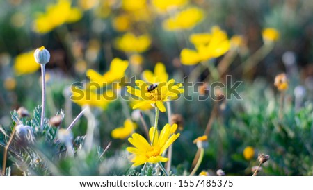 Yellow Chrysanthemum Flower Focused on the middle of the picture while flies stop by to eat