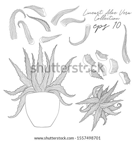 Vector hand drawn botanical Aloe Vera collection with whole aloe in plants pot with flat lay view, petals and sliced pieces in line art style. Illustration homemade medical plant. Engraved collection.