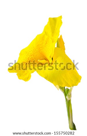 Spring flowers isolated on white background.