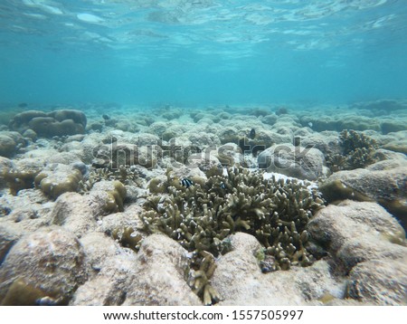 Coral bleaching by climate change. Dead and dying coral reef due to global warming.