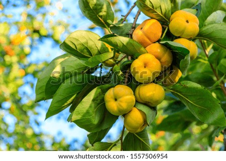 Persimmon tree with fruit in the orchard