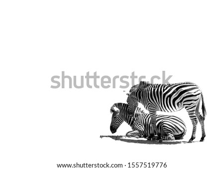 Artistic conversion of Zebra, Black and white, Photo art.