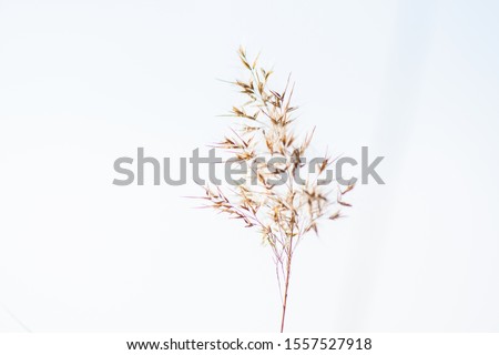 Features of reed flowers by the lake in winter