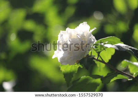 white rose among the greens