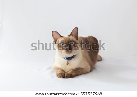 Portrait of the Siamese cat  are sitting on white background. Portrait of thai cat with blue eyes is sitting on white background.