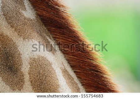 Genuine leather skin of Giraffe (Girafta camelopardalis) 