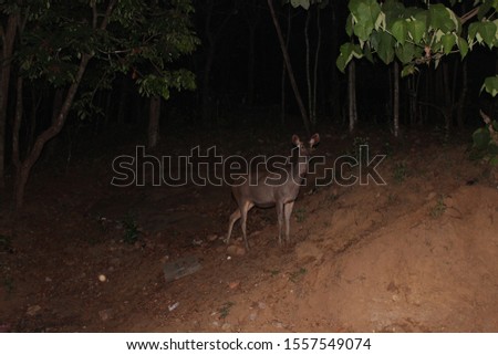 musk deer strolling at night
