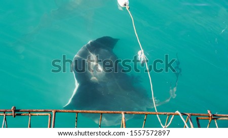 Large Stringray lure feeding in South Africa shark diving attraction Royalty-Free Stock Photo #1557572897
