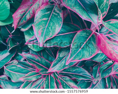 close up plants or cordyline fruticosa leaves texture, colorful leaf (dark green and red) 