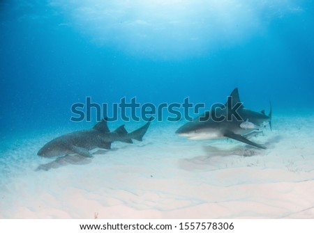 Picture shows a Bull and Nurse shark at the Bahamas