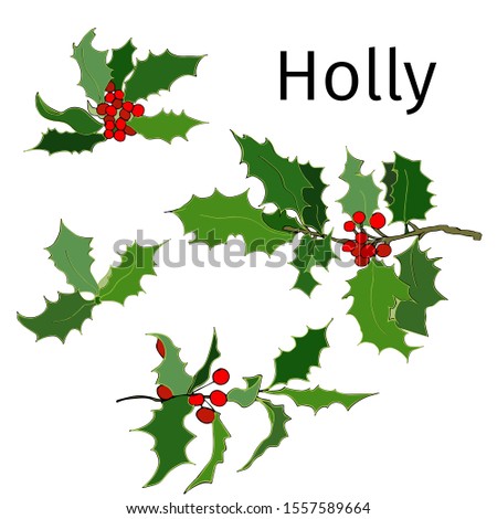 Set of holly branches. Vector hand-drawn ink illustration on white background. Bright christmas set.
