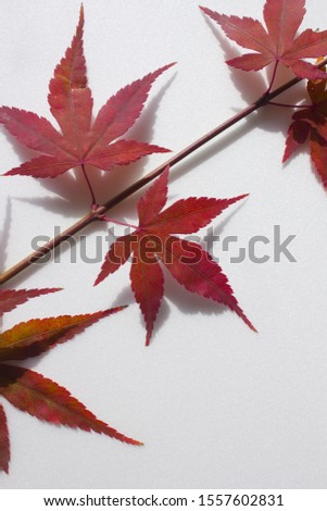Fresh red Maple leaf and stem isolated white background.