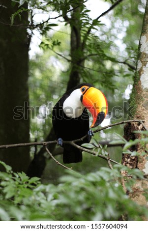 toucan-toco making stripolias in the wild