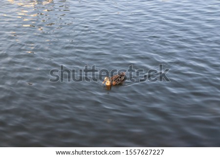 Baltimore Inner Harbor Ducks Water Yatch