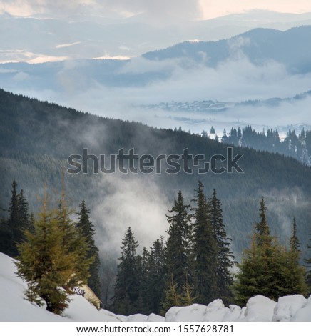 Clouds in the mountains in winter. Dawn. Tops of fir trees.