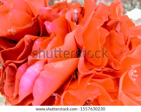 Flowers in bloom, beautiful nature and romantic bouquet concept - Coral blooming garden rose flower at sunset, floral beauty background
