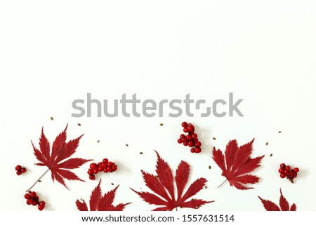 Autumn composition on a white background with red leaves
