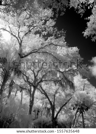 Infrared red black and white photography of trees in southwest Florida
