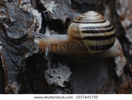 Snail crawling on the branch after the rain