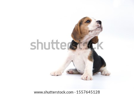 Beagle puppy tricolor look up right side.cutie dog sit on isolate white background.picture have copy space for advertisement                               