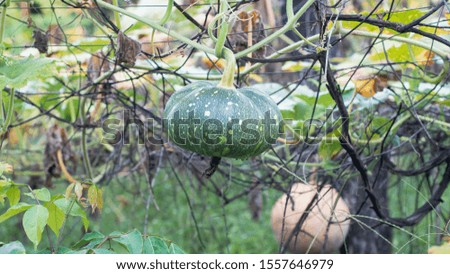 
A large green pumpkin attached to the stem