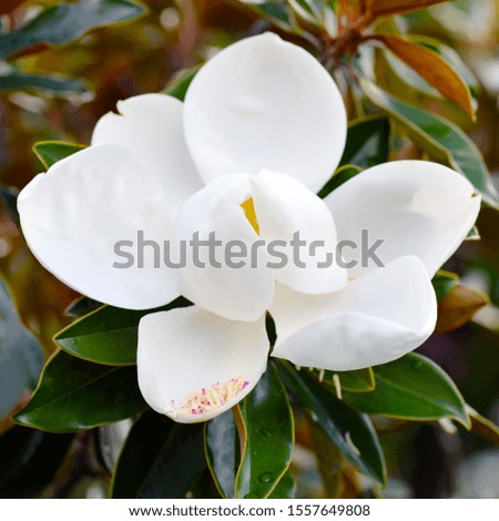 White Magnolia flower close up