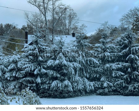 Snow covered pine trees cold