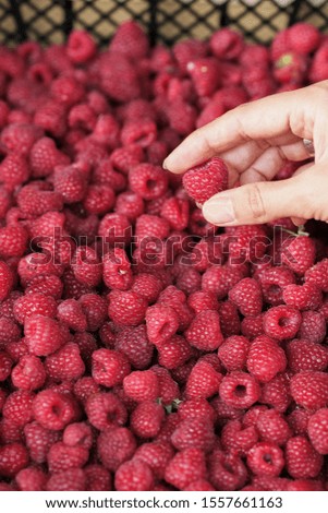 raspberries in the hands. Choose raspberries in the market. Raspberries on a market counter. close-up