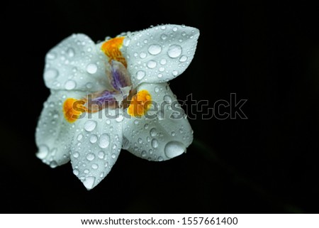 Close-up of White Iris Flower with Water Drops, Seminole, Florida