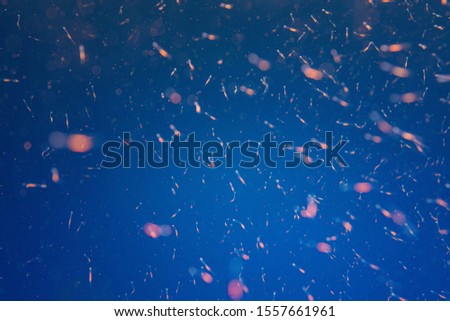 picture of shoal of fish