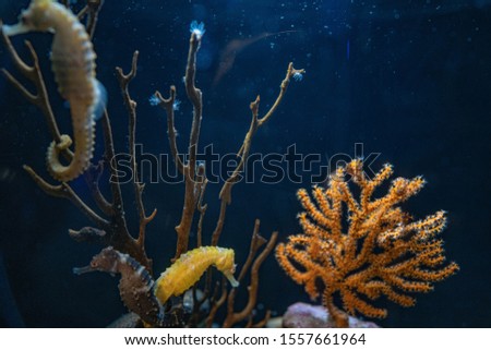 picture of seahorse in aquarium
