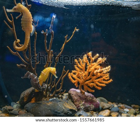 picture of seahorse in aquarium