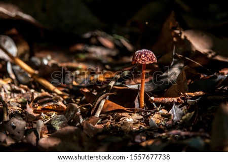Mushroom photographed in Linhares and Sooretama, Espirito Santo. Southeast of Brazil. Atlantic Forest Biome. Picture made in 2014.