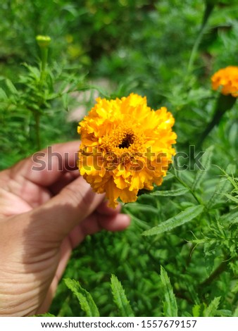 Indian Natural spring flowers pictures 