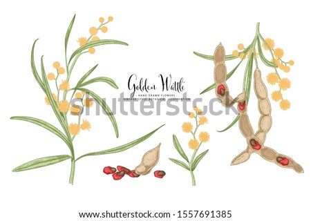 Vintage Botanical Illustration.Golden Wattle (Acacia pycnantha) flower and seed pods drawings. Australia's national flower line art on white backgrounds. floral clip art hand drawn group of isolate