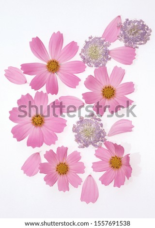 beautiful pink flowers isolated by white