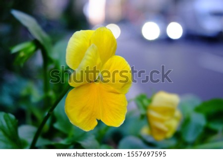 Yellow pansy, Viola pedunculata. Pretty bright yellow flower of pansy derived by hybridization from several species in the section Melanium of the genus Viola, flowering in winter, autumn, spring.