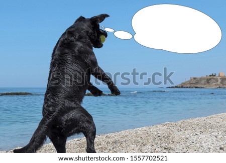Funny picture with bubble idea black dog is playing with balloons on the beach.