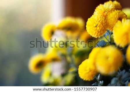 Blossom of yellow mums or chrysanthemum flowers on bright blue background with space for text at the left site