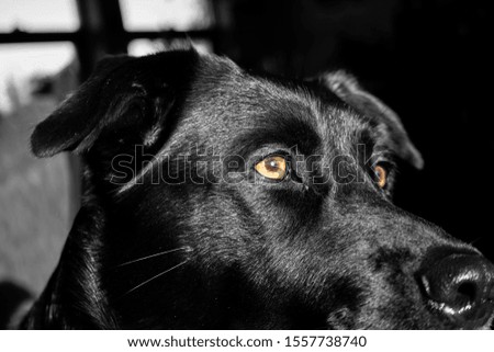 A beautiful black dog with a light in it's eyes