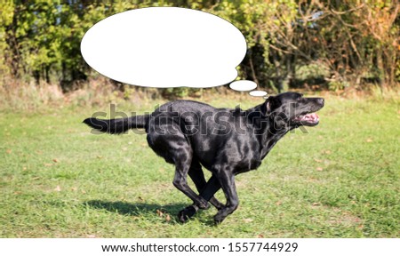 Funny picture with bubble idea black dog running in the park.