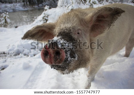 A pig running around in the snow in the winter forest. Pig looking for food and roots in the ground and snow. Piggy close-up. The concept of eco-friendly animal husbandry