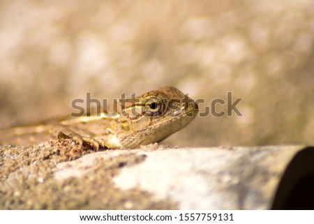 Chameleon resting on the wood